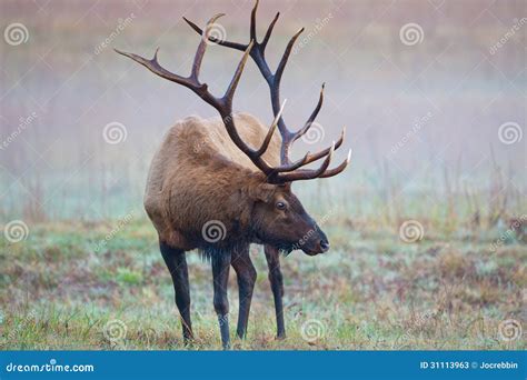 Male Bull Elk Shows Huge Antlers On Misty Morning Stock Photos - Image ...