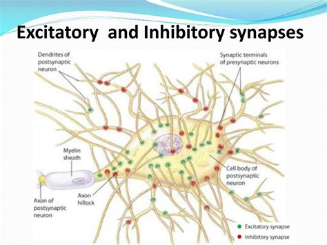 Excitatory Synapse Vs Inhibitory at Janie Cooper blog