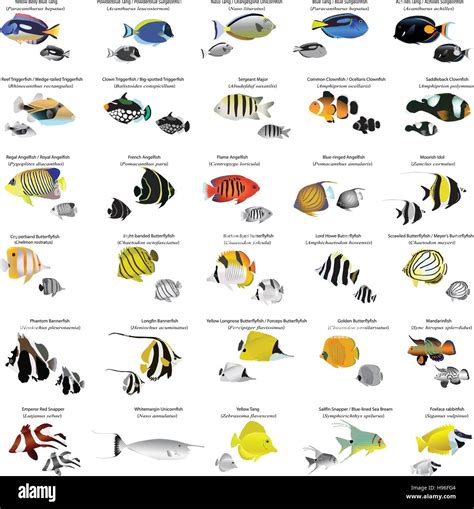 Marine Fish Species