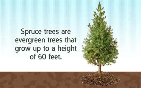 Deer Resistant Evergreen Trees - Gardenerdy