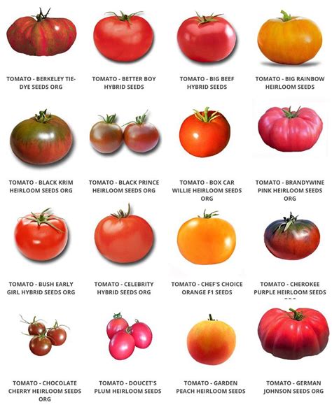 Heirloom tomato varieties – Artofit