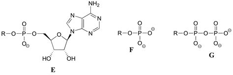 Atp Molecule Labeled, Atp Synthase Structure Function And Inhibition, 5 ...