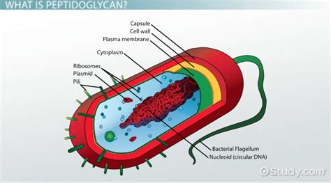 Peptidoglycan Overview, Function & Structure - Lesson | Study.com