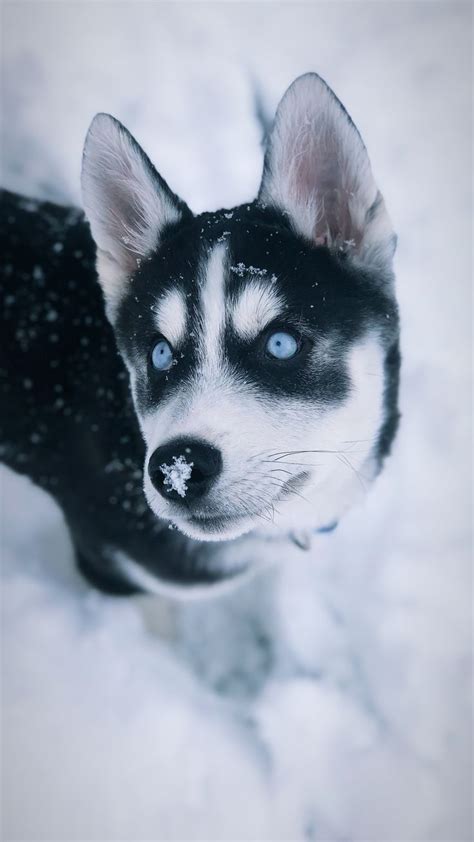 Snow days #siberian #husky #puppy | Husky dogs, Siberian husky dog ...