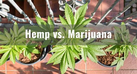 Hemp vs. Marijuana: The Crucial Differences Explained - DosVape