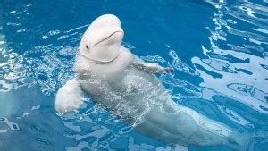 What Do Beluga Whales Eat - Beluga Whale Diet Facts - SciQuest