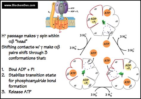 ATP Synthase Complex: Mechanism in Chemiosmotic Theory