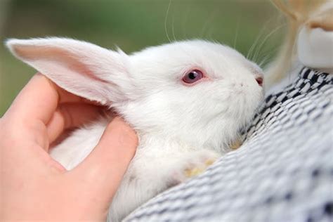 Rabbit Condition Type - Viral