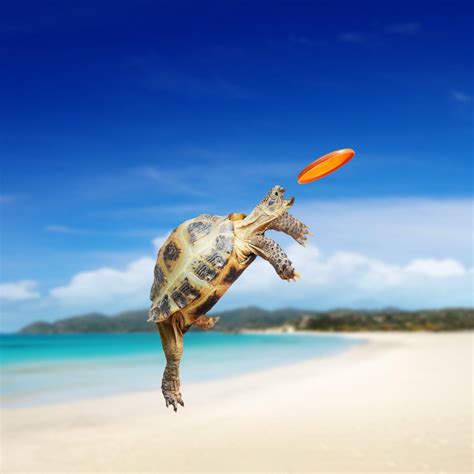 Baby Sea Turtle Wallpapers - Top Free Baby Sea Turtle Backgrounds ...