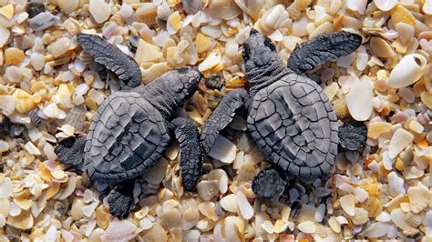 Baby Sea Turtle Wallpaper (55+ images)