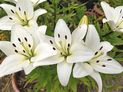 White Lilies - All You Need to Know - auscrops.com.au