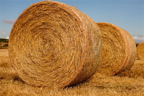 Wheat Field after Harvest with Straw Bales at Sunset Stock Photo ...