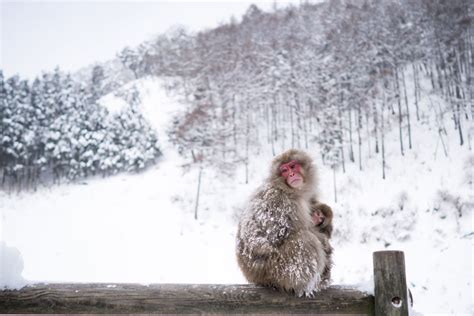 Photos: The Snow Monkeys of Nagano - The Atlantic