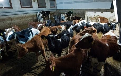 These 10 Shocking Facts On Factory Farms and Water Pollution Will Make ...