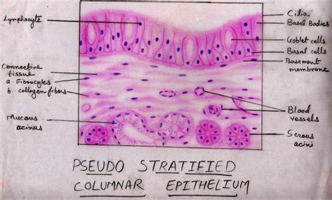 Epithelial Tissue Diagram Labeled