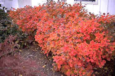 fothergilla-fall-color - Bengert Greenhouses