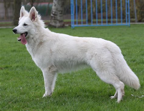 American White Shepherd - Puppies, Rescue, Pictures, Information ...