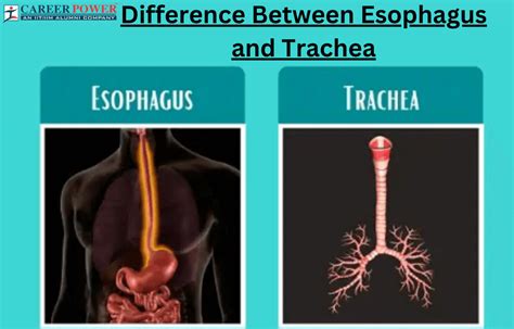 Esophagus Function