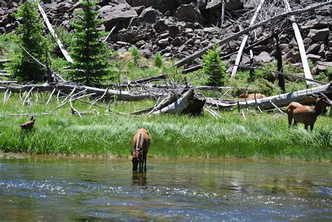 Tips For Seeing Wildlife at Yellowstone National Park - She's On The Go