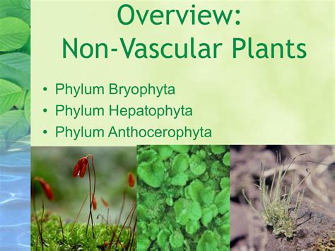 Nonvascular Plants Examples