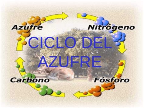 Ciclo del azufre