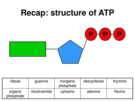 PPT - Recap: structure of ATP PowerPoint Presentation, free download ...