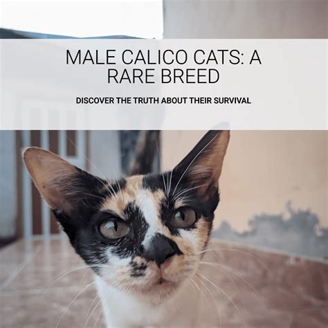 Can Male Calico Cats Survive? 5 Amazing Answers