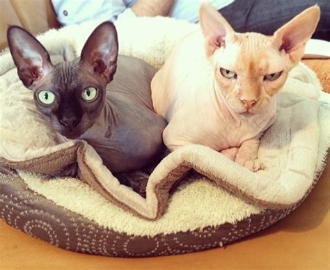 Sphynx Cats: What You Should Know Before You Buy One | PetHelpful