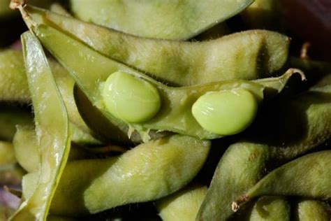 Seed of the Week: Soybeans – Growing With Science Blog