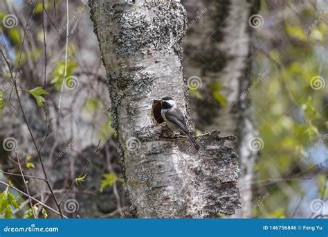 Black Capped Chickadee Nest Stock Photo - Image of bird, wildlife ...