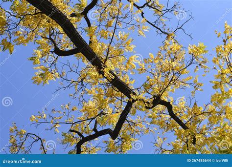 Eastern black walnut stock photo. Image of plant, autumn - 267485644