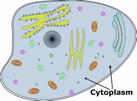 Function of Cytoplasm | Composition of Cytoplasm