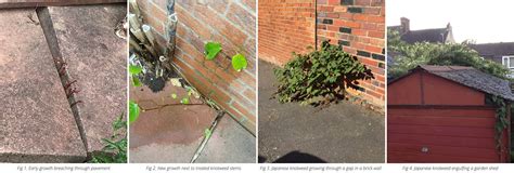 Japanese Knotweed Damage - Japanese Knotweed Expert UK