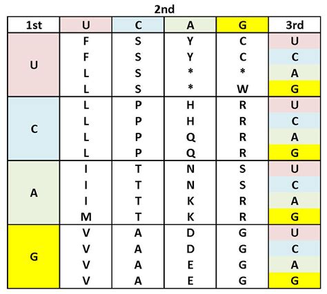 Amino Acid Codon Chart Single Letter | The Best Porn Website