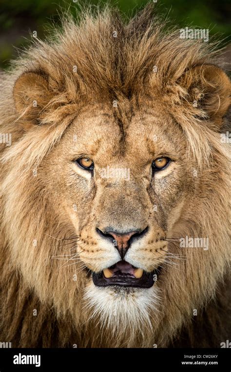 Close up of male lion's face Stock Photo - Alamy