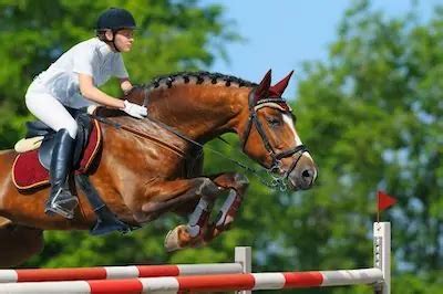 8 Top Horse Breeds For Jumping (Picked By An Equestrian)