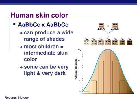 PPT - Genetics & The Work of Mendel PowerPoint Presentation, free ...