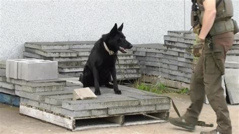 N.S. RCMP police dogs show off their skills