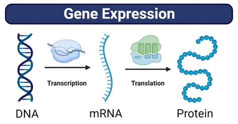 Gene Expression: Stages, Regulations, Methods