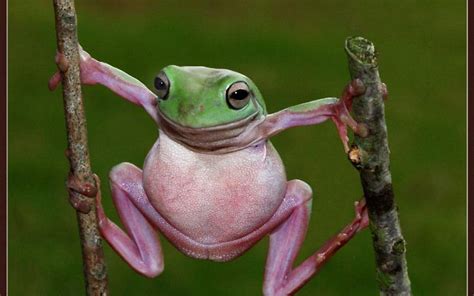 Funny Frog Wallpapers - Top Free Funny Frog Backgrounds - WallpaperAccess