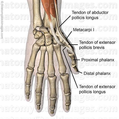 hand-thumb-muscles-dorsal-tendons-musculus-abductor-pollicis-longus ...