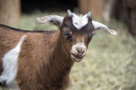 Check Out the Best Goat Breeds with Pros and Cons