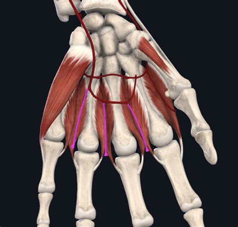 Nerves and Vessels of the hand Flashcards | Quizlet