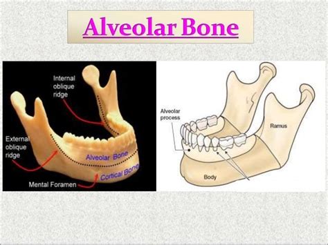 Alveolar bone dr. sherif hassan