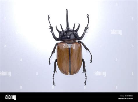 5-Horned Rhinoceros Beetle Stock Photo - Alamy