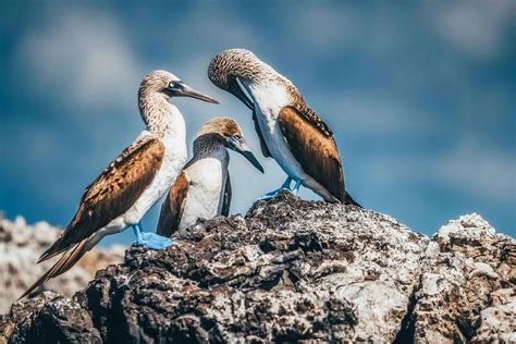 Unique Galapagos Islands Animals in Photos | The Planet D