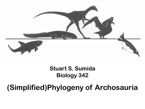 Archosauria Phylogeny Powerpoint