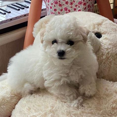 Bichon Frise Puppies For Sale Okc