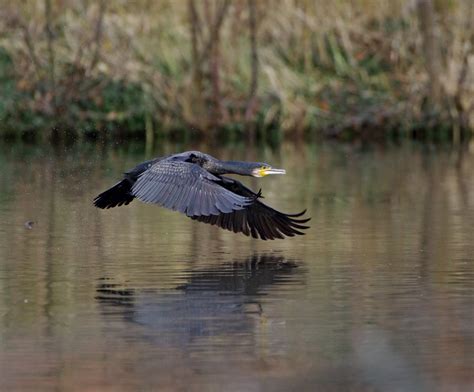 cormorant – Lizard Photo Blog