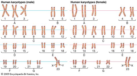 Chromosome number | Definition, Haploid, & Diploid | Britannica